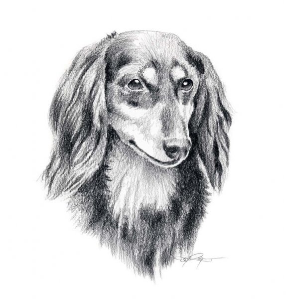 Такса рисунок карандашом