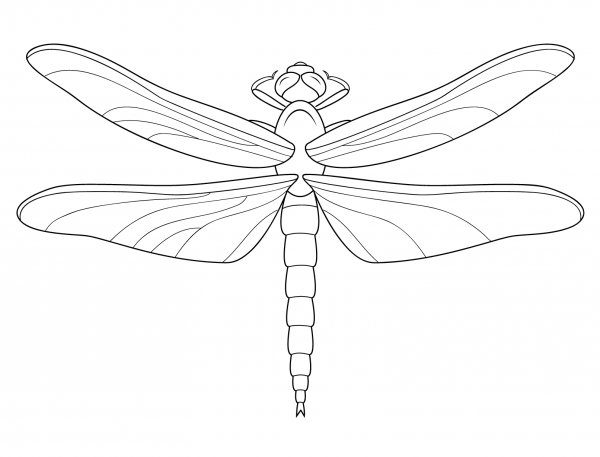 Стрекоза Дозорщик-Император раскраска