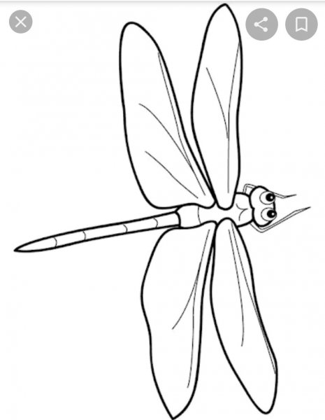 Раскраска бабочки и Стрекозы