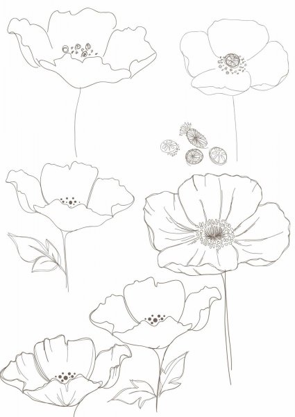 Цветок Мак карандашом