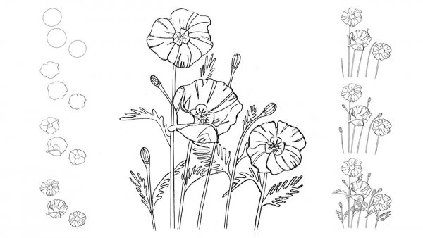 Рисунки полевых цветов карандашом