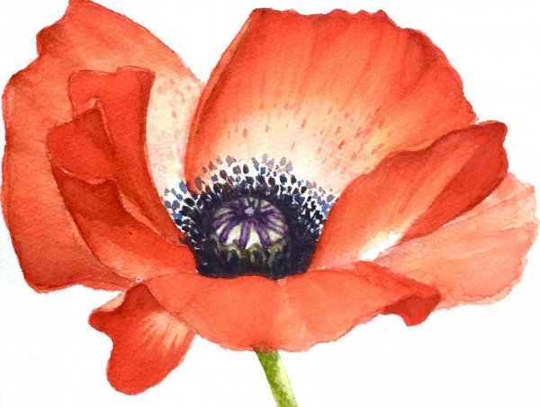 Мак акварель
