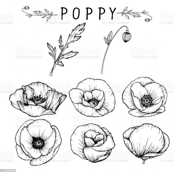 Бутоны мака эскизы