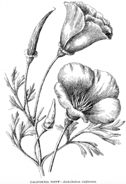 Ботанические зарисовки цветов карандашом