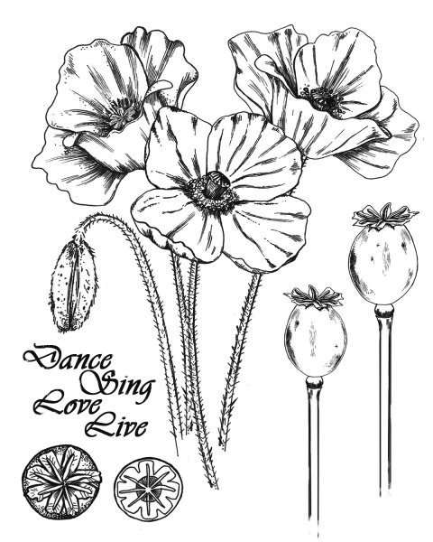 Композиция из маков рисунки карандашом