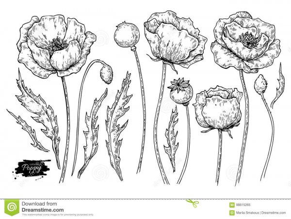 Маки рисунок карандашом для срисовки