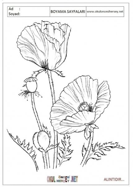 Раскраска Мак Степной