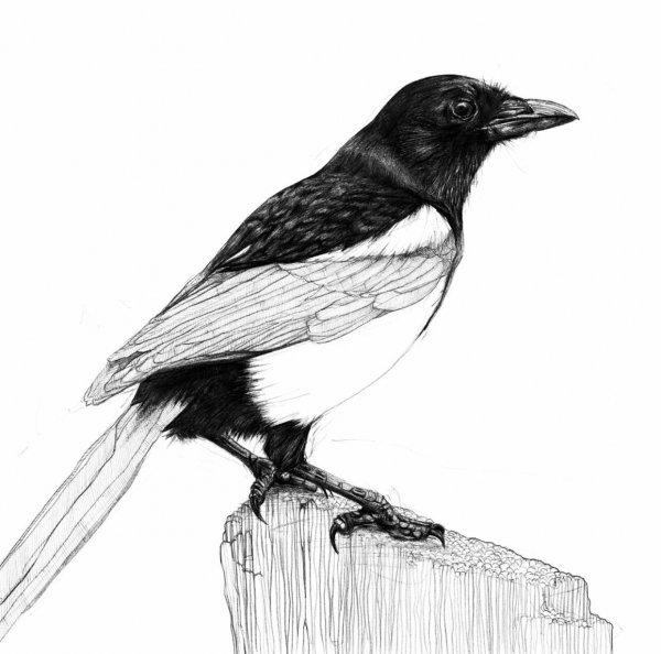 Сорока для раскрашивания