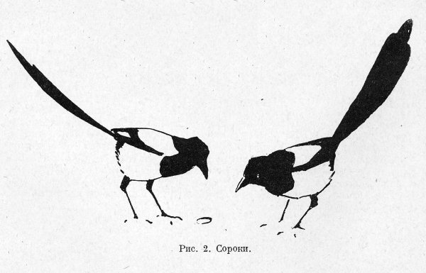 Сорока рисунок карандашом
