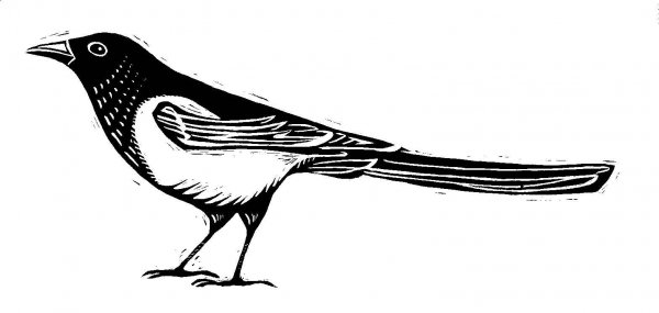 Сорока картинка для детей