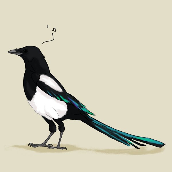 Сорока на белом фоне