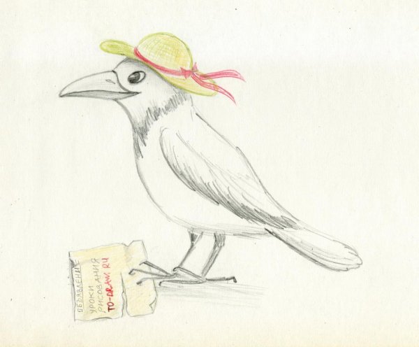 Рисунок вороны карандашом для срисовки