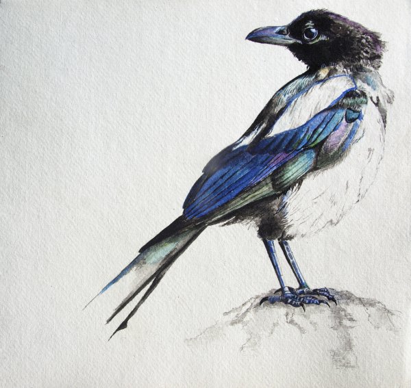 Сорока иллюстрация