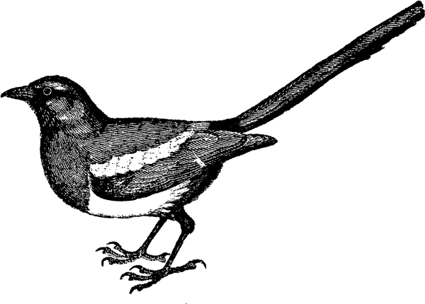 Рисунок сороки для раскрашивания