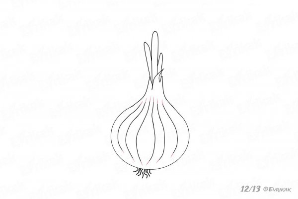 Лук репчатый карандашом