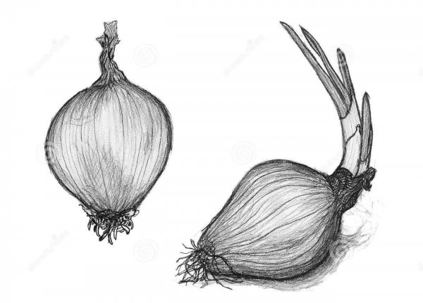 Луковица карандашом
