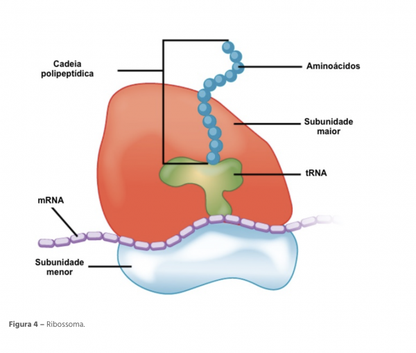 Ribosome subunits