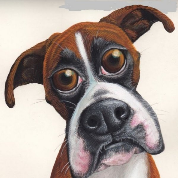 Забавные иллюстрации животных