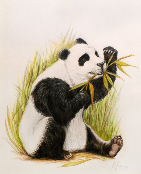 Панда с детенышем рисунок