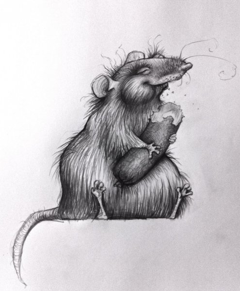 Зарисовки крыс