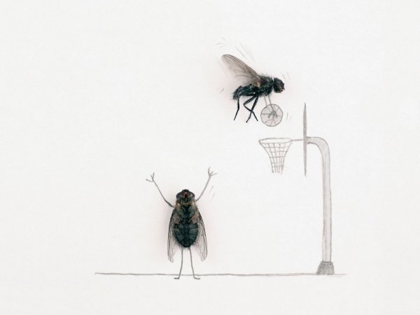 Назойливая Муха