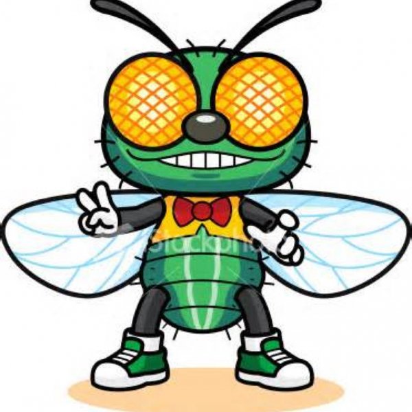 Муха в кедах