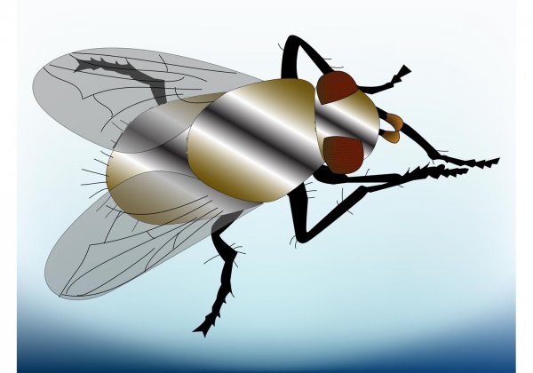 Муха вектор прикольная