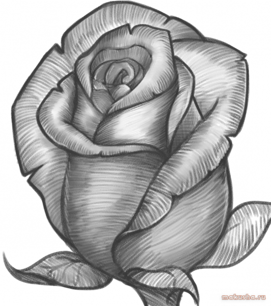 Роза карандашом