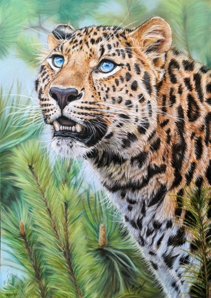 Красивые рисунки животных