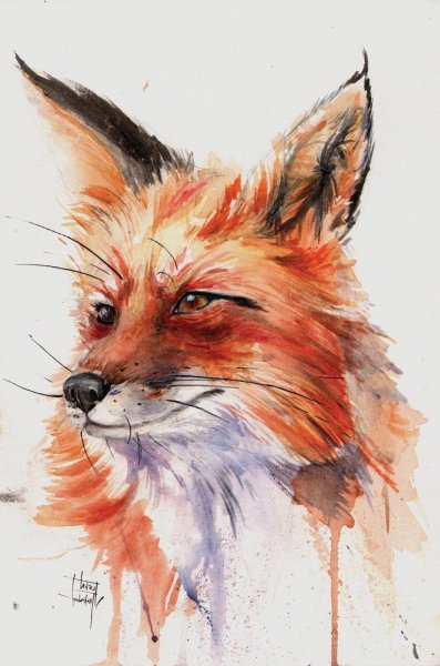 Акварельные иллюстрации животных