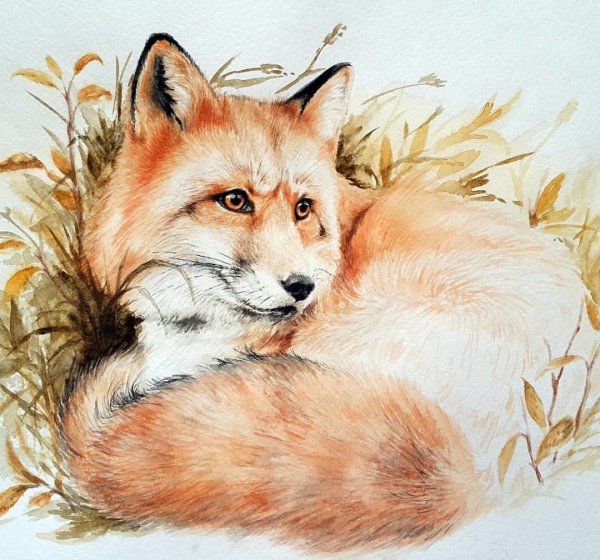 Лиса нарисованная акварелью
