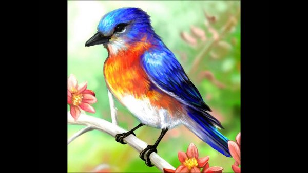 Красивые птицы рисунки