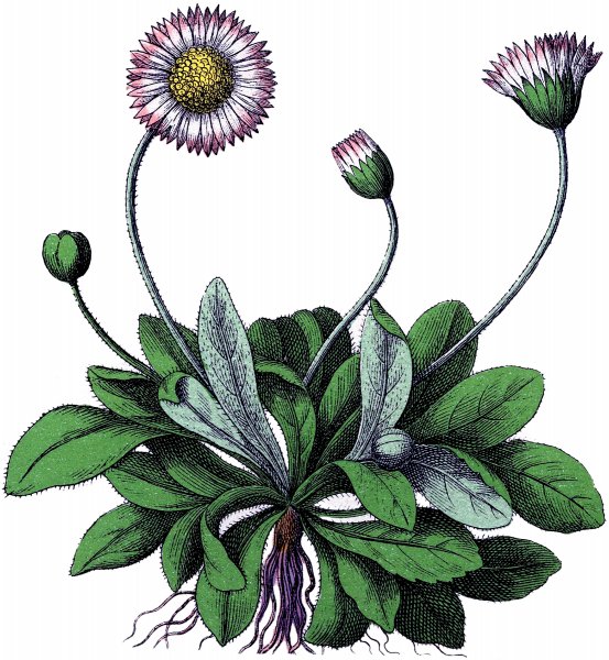 Цветок эскиз простой