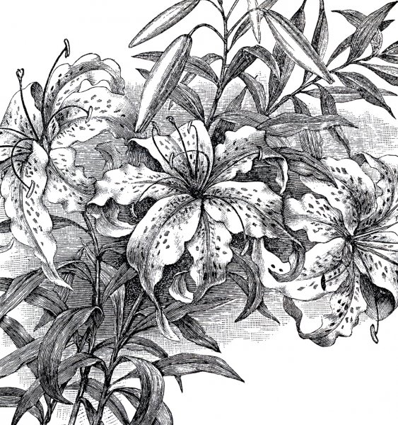 Акварельные зарисовки цветов