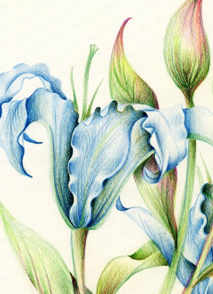 Маргаритка Botanical