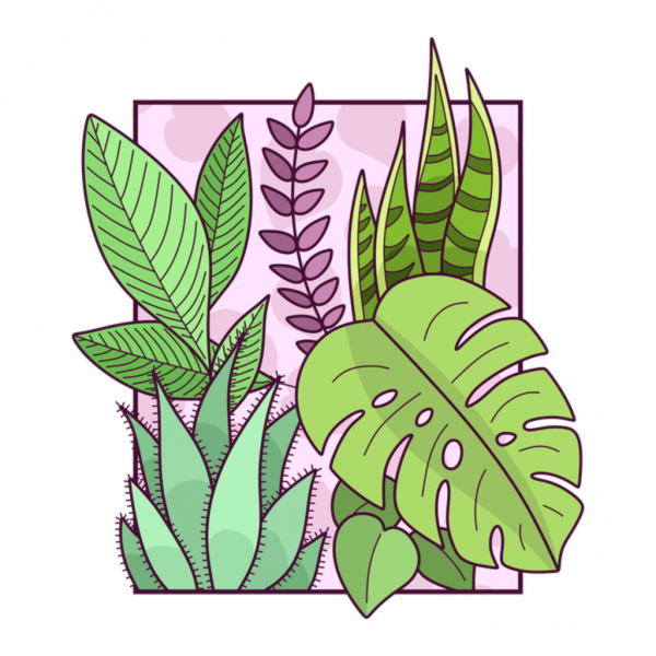 Ботаническая иллюстрация стрелолист