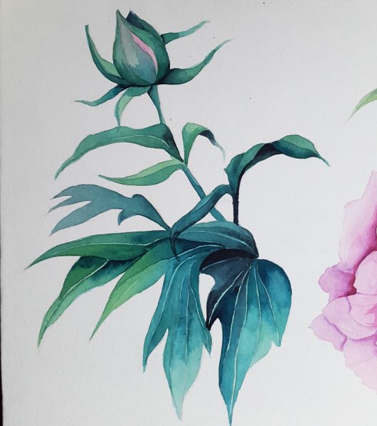 Зарисовки комнатных растений