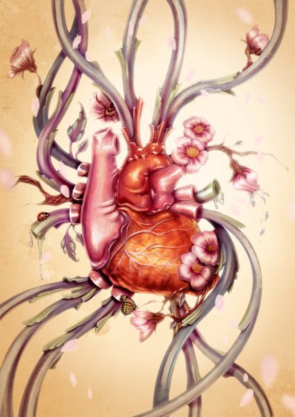 Красивая анатомия