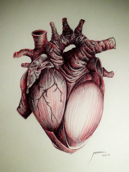 Красивая анатомия