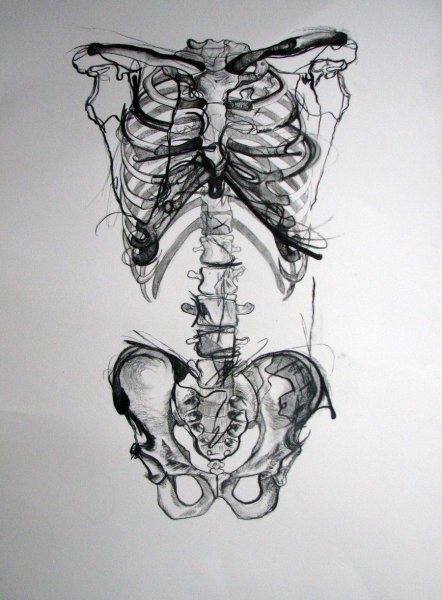 Анатомия человека карандашом
