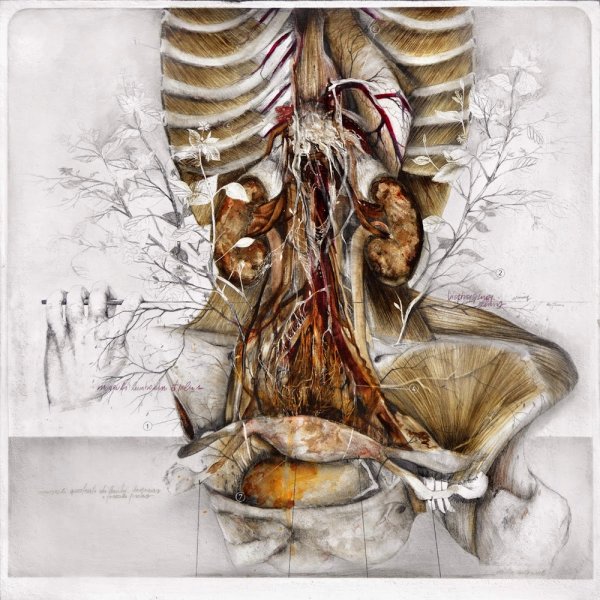 Легкие человека арт