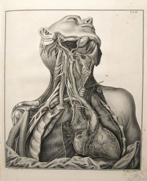 Человеческий организм арт