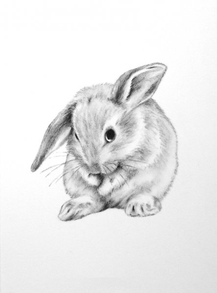 Зайчик рисунок