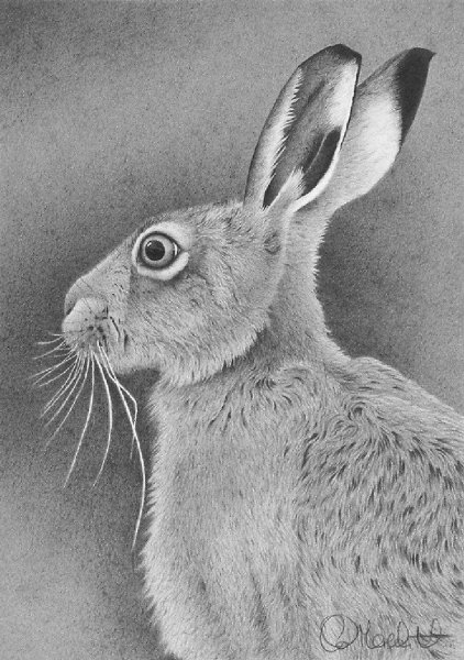 Кролик вислоухий баран белый