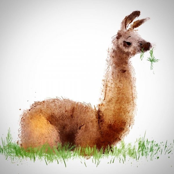 Рисование альпаки