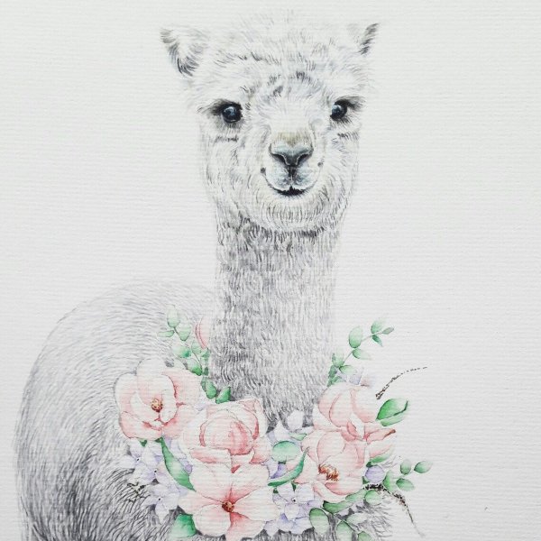 Рисунки ламы большого разрешения