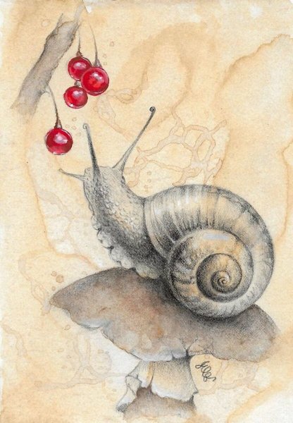 Улитка карандашом