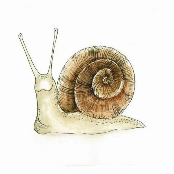 Улитка рисунок