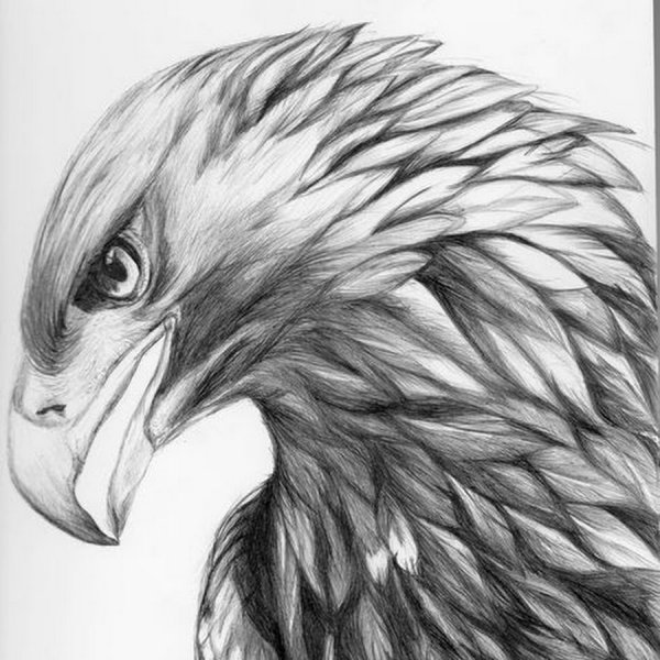 Орел карандашом