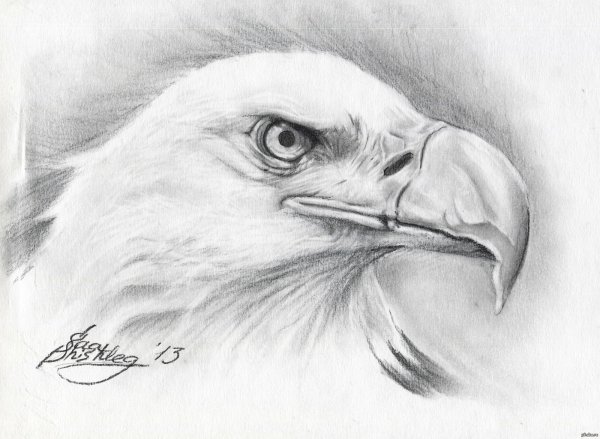 Рисунки Орлов